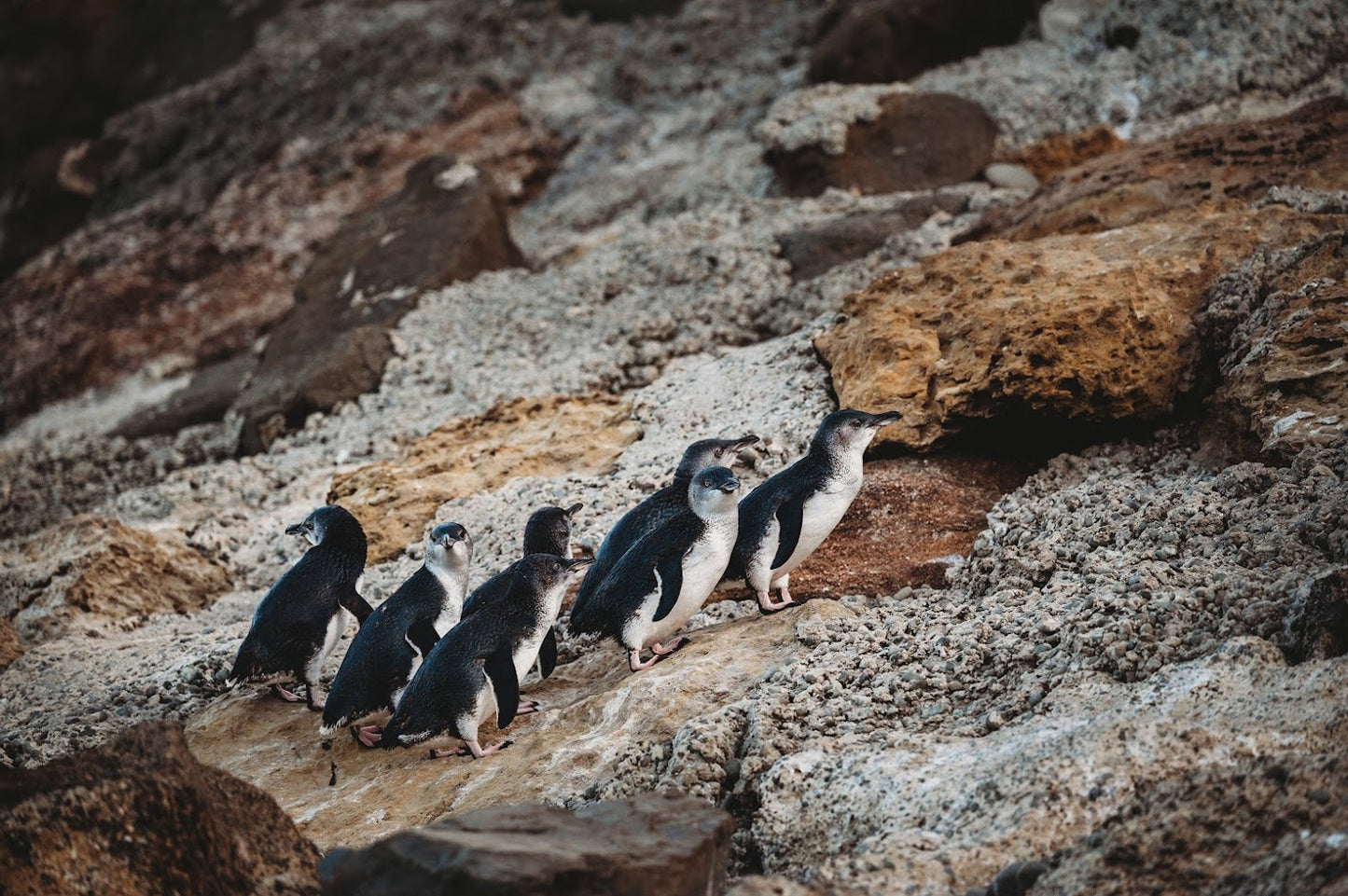 Ōamaru Blue Penguin Colony