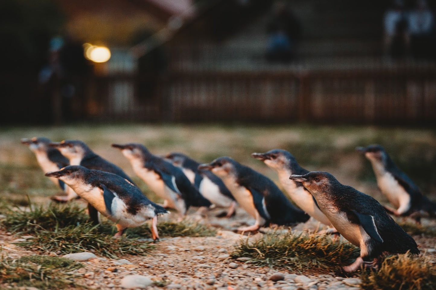Ōamaru Blue Penguin Colony