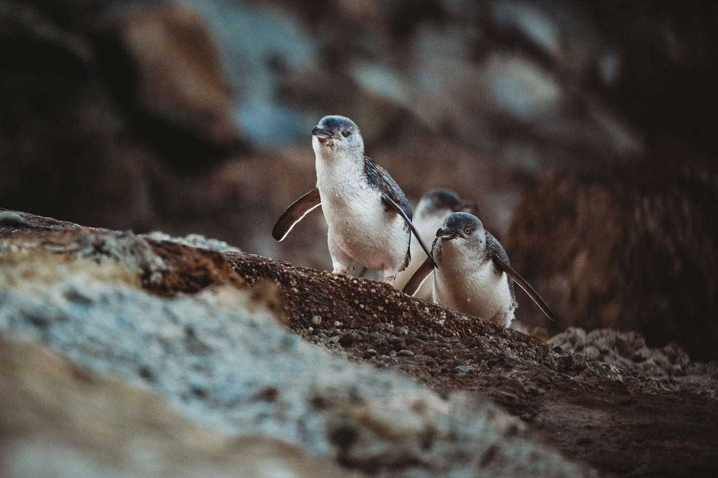 Ōamaru Blue Penguin Colony