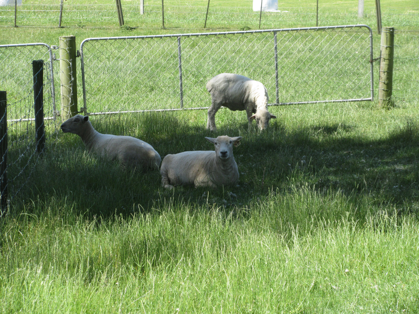 Totara Estate: Explore New Zealand’s Heritage in Oamaru