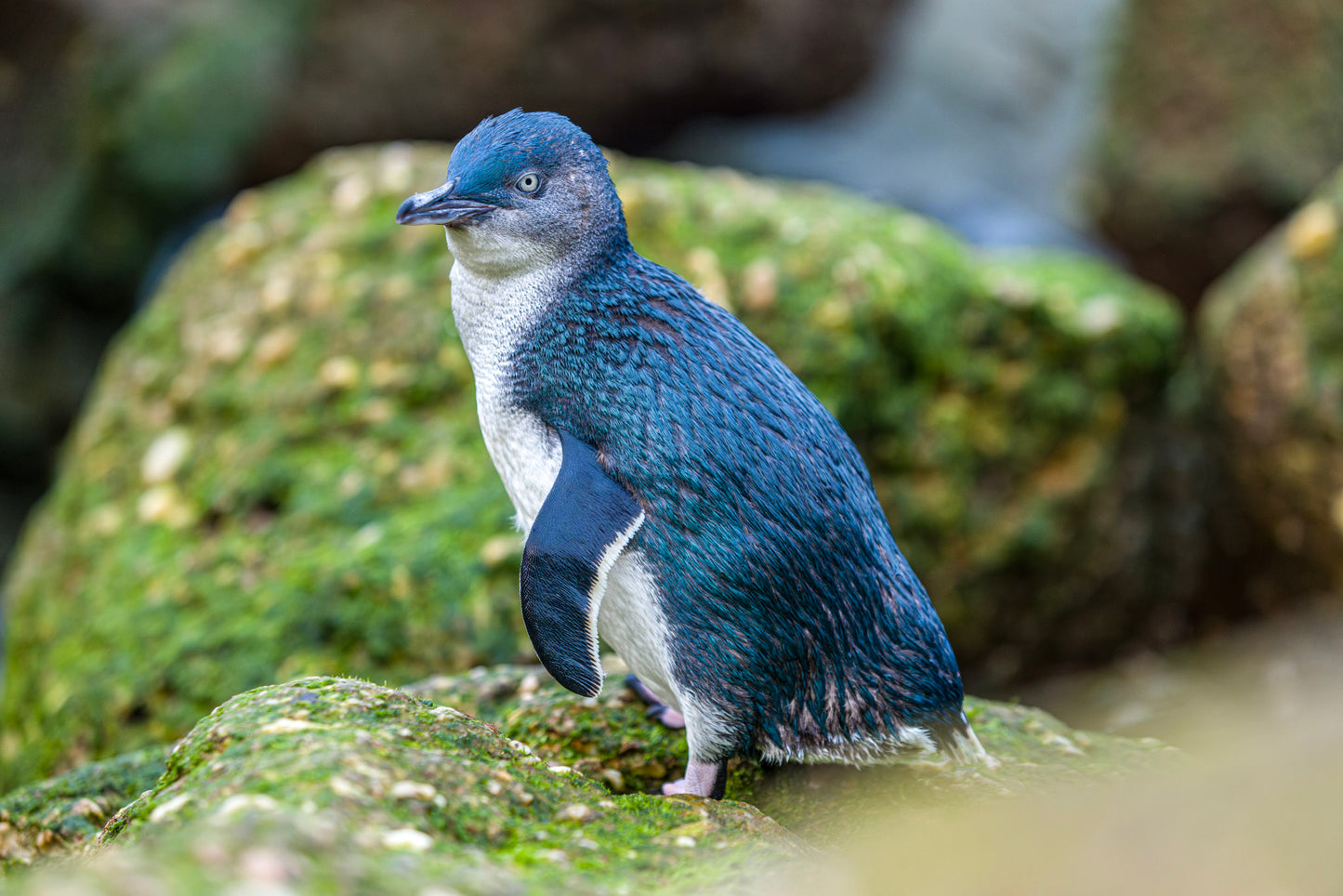 Ōamaru Penguins - Penguin viewing at sunset