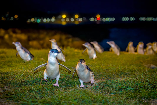 Ōamaru Penguins - Penguin viewing at sunset