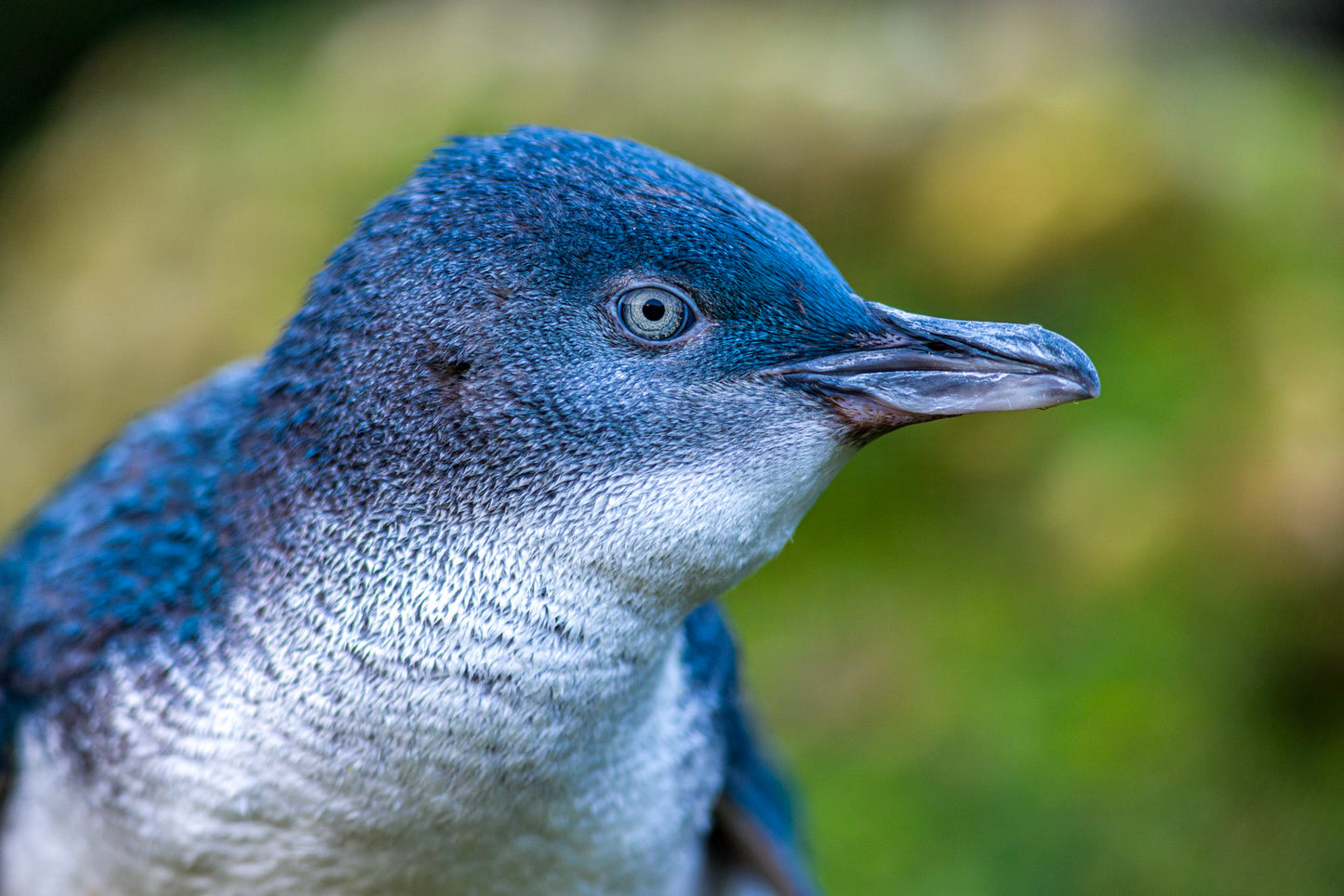 Ōamaru Penguins - Penguin viewing at sunset