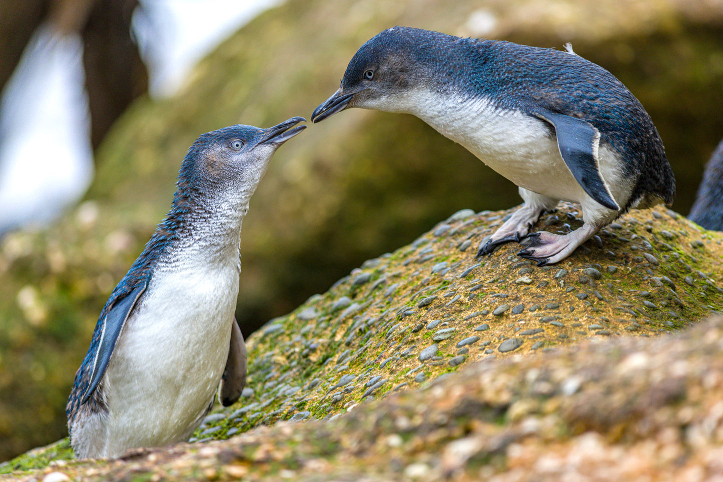 Ōamaru Penguins - Penguin viewing at sunset