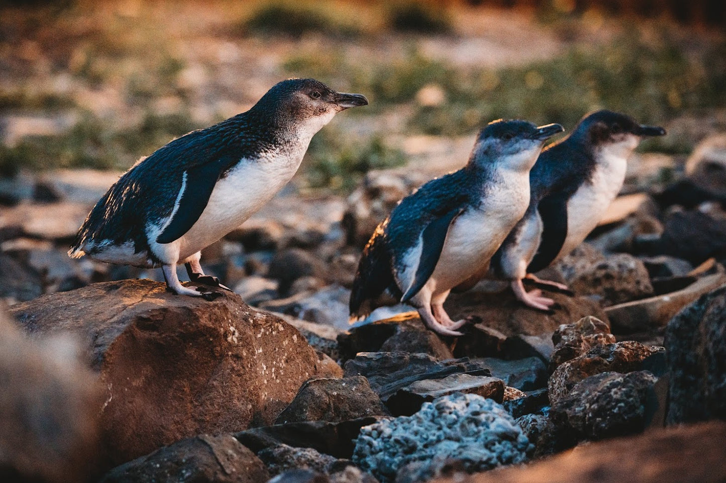 Ōamaru Blue Penguin Colony